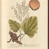 Rhapontic