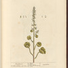 Navelwort