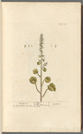 Navelwort