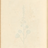Navelwort
