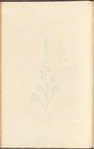 Navelwort