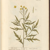Wild rocket