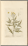 Wild rocket