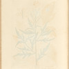 Wild rocket