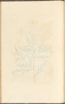 Wild rocket