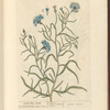 Small blue-bottle