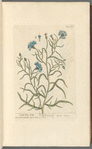 Small blue-bottle