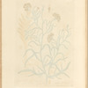 Small blue-bottle