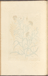 Small blue-bottle