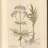 Wild valerian