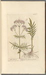 Wild valerian
