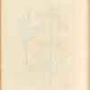 Wild valerian