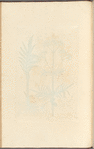 Wild valerian