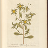 Golden starwort