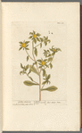 Golden starwort