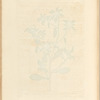 Golden starwort