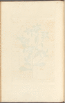 Golden starwort