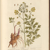 Lovage