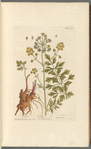 Lovage