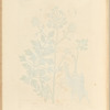 Lovage