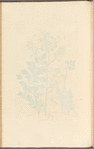 Lovage