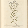 Sneezwort