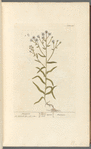 Sneezwort