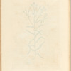 Sneezwort