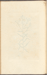 Sneezwort