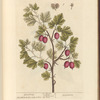 Gooseberry