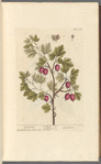 Gooseberry