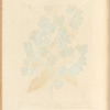 Gooseberry