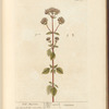 Wild marjoram