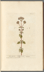 Wild marjoram