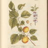 Apricock