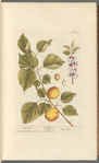 Apricock