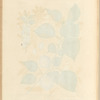 Apricock