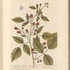 Raspberry bush