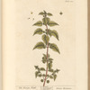 The roman nettle