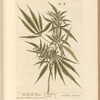 The female hemp