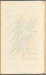 The female hemp