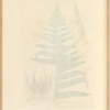 Male fearn