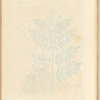Osmond royal