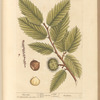 Chesnut