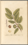 Chesnut