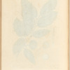 Chesnut