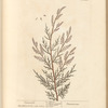 Tamarisk