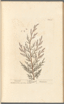 Tamarisk