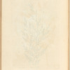 Tamarisk