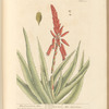 The succotrine aloe